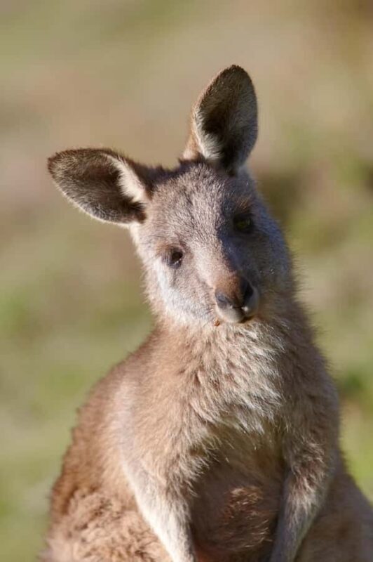 MelbournePhillip Island Tour 1 Day Tour - FAQ