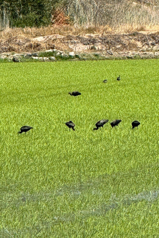 Melides: Moto 4 | Rice fields & Coastal Tour - Authentic Experiences and Unique Highlights