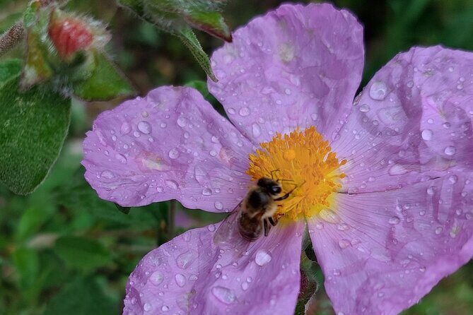 Melissini Beekeeping Experience - What to Expect from the Melissini Beekeeping Experience