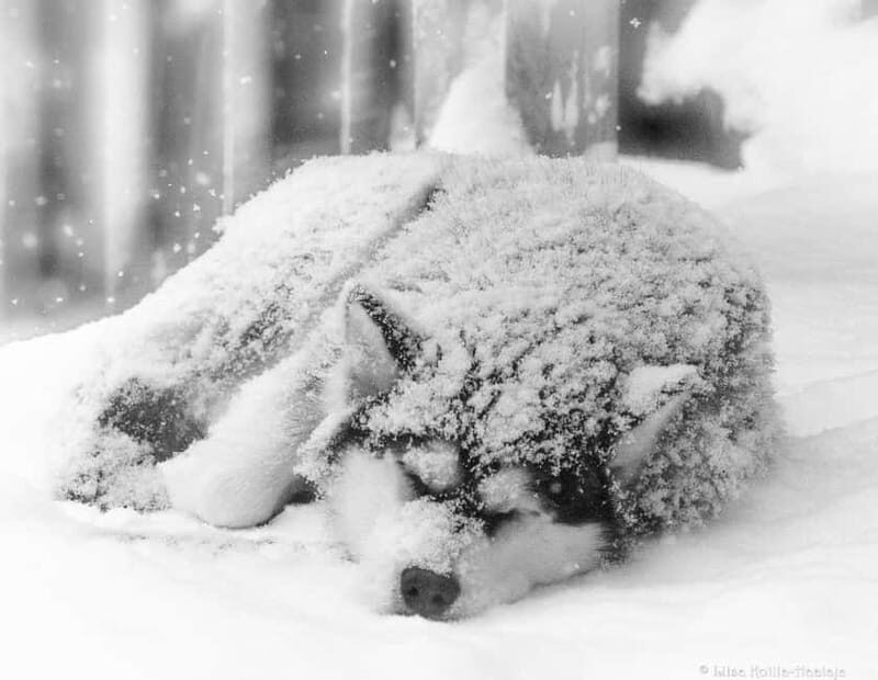 Meltosjärvi: Self Driving Husky Tour - Lake Trail Experience - Key Points