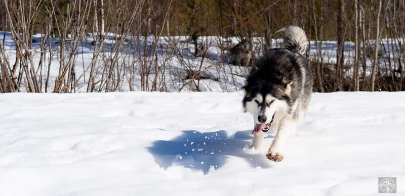 Meltosjärvi: Self Driving Husky Tour - Lake Trail Experience - The Sled Ride: Self-Drive or Guided