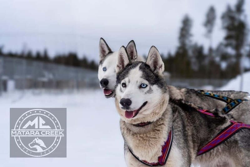 Meltosjärvi: Self Driving Husky Tour - Lake Trail Experience - Post-Ride Relaxation: Warm Drinks and Campfire