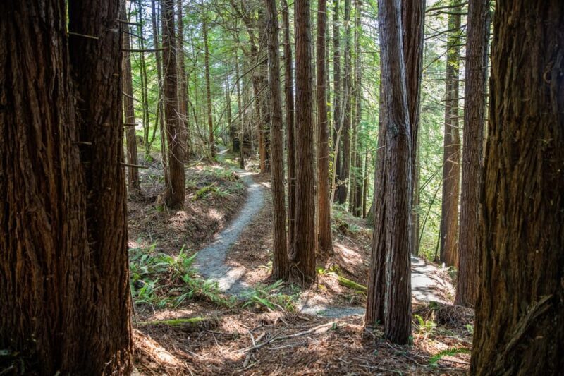 Mendocino County: Railbiking Tour Along the Noyo River - Final Verdict