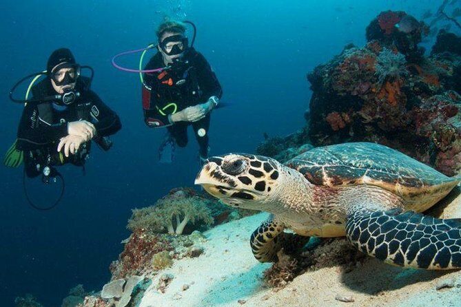 Menjangan Island Bali Diving Activity - Key Points