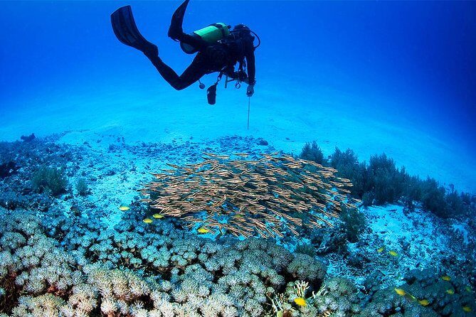 Menjangan Island Bali Diving Activity - Why This Tour Might Be Perfect for You