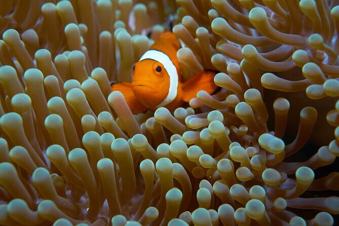 Menjangan island snorkeling full day boat trip - The Sum Up: Who Will Love This Tour?