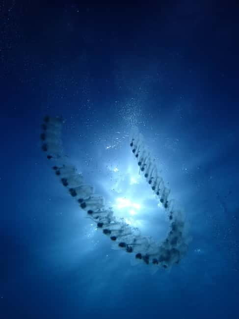 Menorca: 1 single dive (IMPORTANT: Certification REQUIRED) - What to Expect from Your Menorca Single Dive Experience