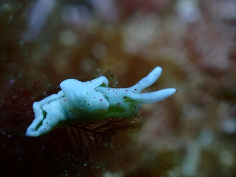 Menorca: 1 single dive (IMPORTANT: Certification REQUIRED) - Practical Information