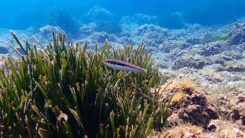 Menorca: Cala Galdana Try Scuba Diving for Beginners - Menorca: Cala Galdana Try Scuba Diving for Beginners