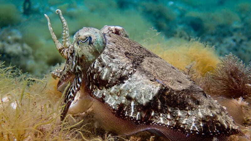 Menorca: Cala Galdana Try Scuba Diving for Beginners - Final Thoughts: Why This Tour Is Worth It