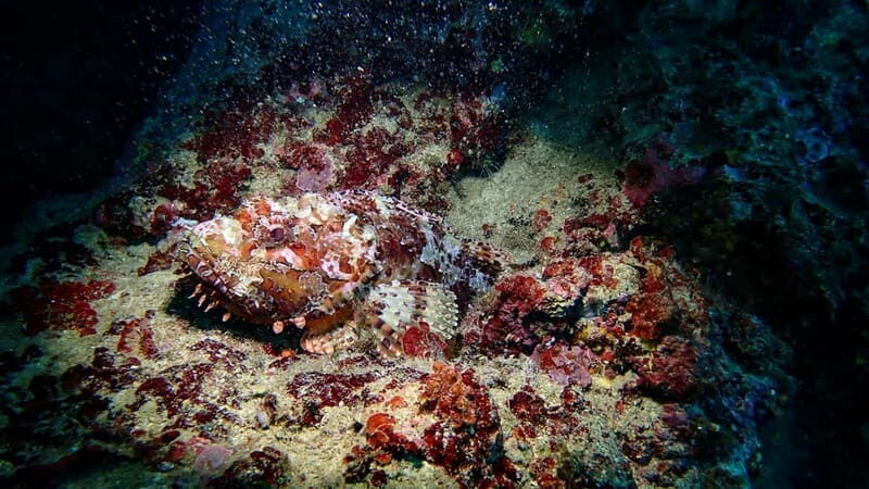 Menorca: Cala Galdana Try Scuba Diving for Beginners - FAQ