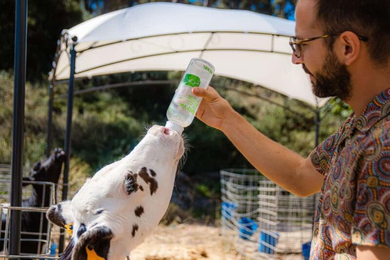 Menorca: Guided visit to the Subaida cheese factory, - An In-Depth Look at the Menorca Cheese Factory Tour