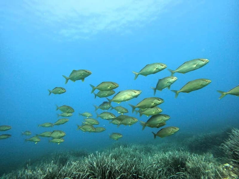 Menorca: Try scuba diving in Cala'n Bosch -BLUEWATER MENORCA - A Closer Look at the Bluewater Menorca Experience