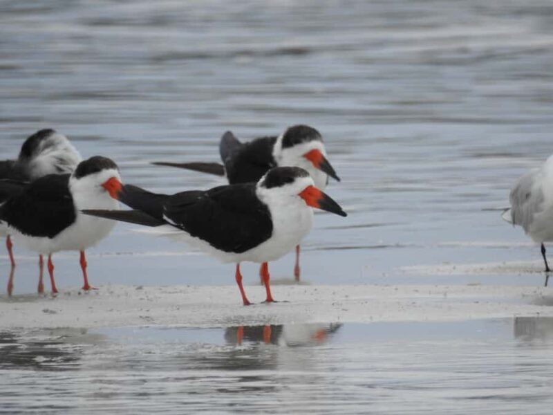 Merida: Birdwatching Tour in the Jungle and Coastline - Key Points