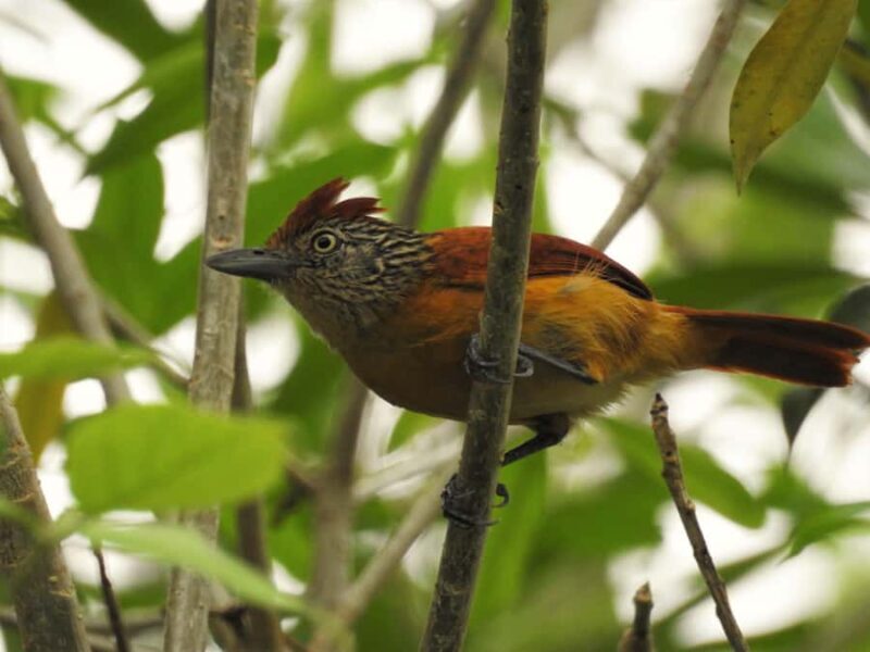 Merida: Birdwatching Tour in the Jungle and Coastline - A Close Look at the Itinerary and Experience