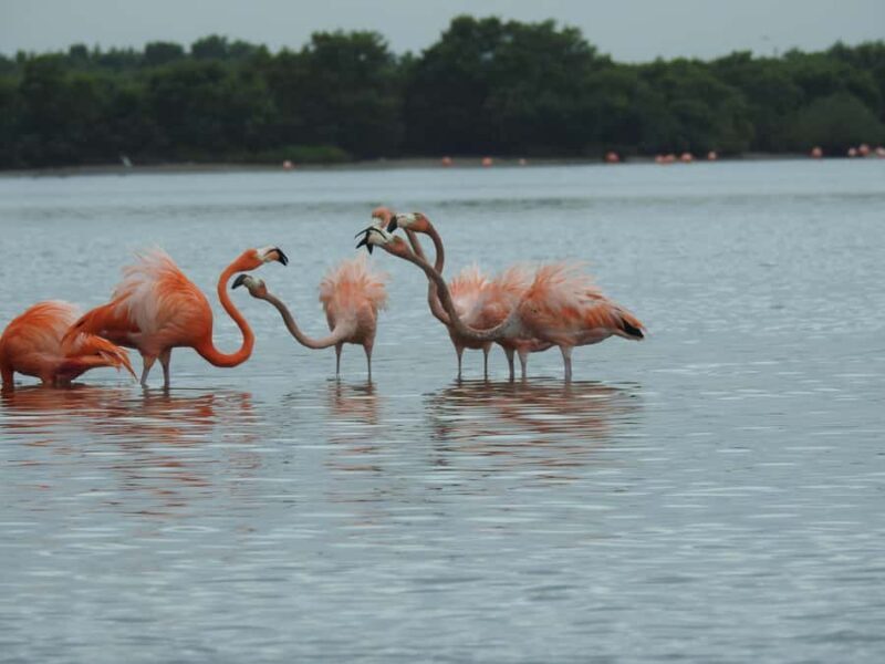 Merida: Birdwatching Tour in the Jungle and Coastline - Who Should Consider This Tour?