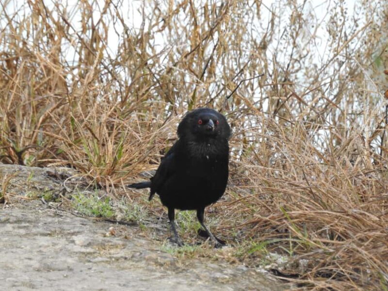 Merida: Birdwatching Tour in the Jungle and Coastline - FAQs