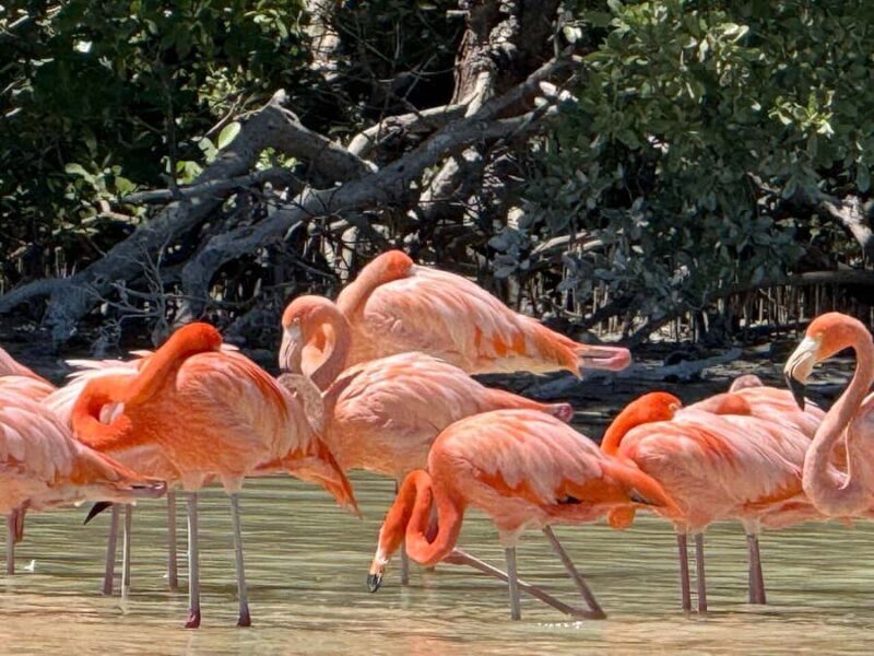 Mérida: Celestun Mangrove Boat Tour with Lunch - An In-Depth Look at the Tour Experience