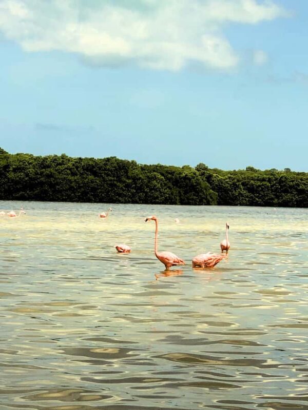 Mérida: Celestun Mangrove Boat Tour with Lunch - FAQs