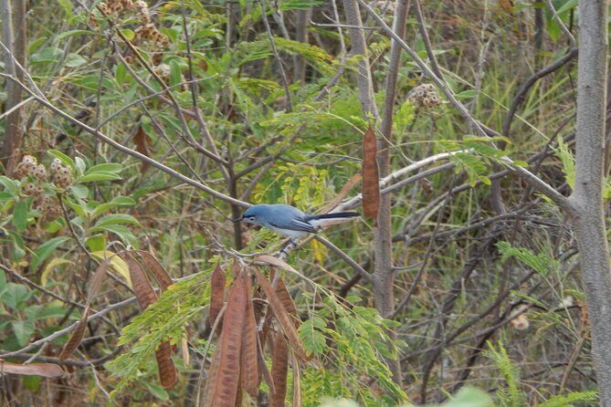 Merida Yucatan Birdwatching Activity - Frequently Asked Questions