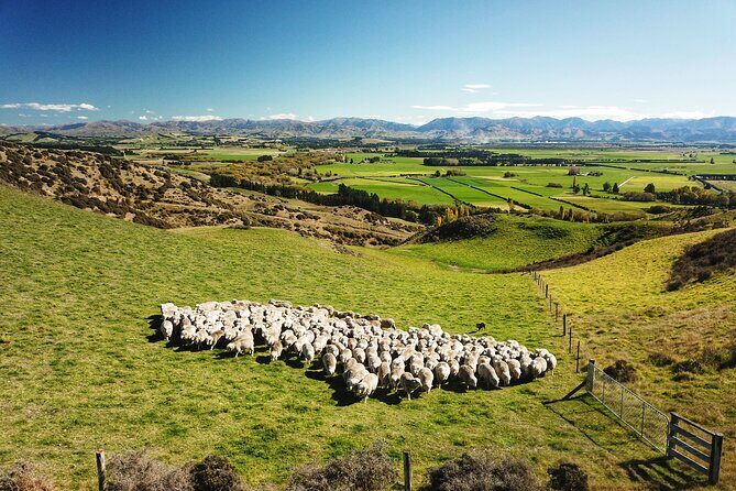 Merino Farm Experience - Key Points
