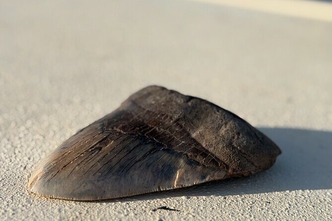 Mermaid Pirate Tours - What to Expect During the Tour