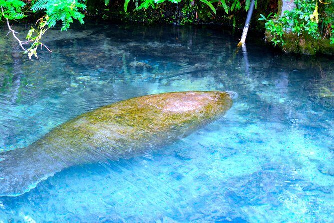 Mermaids & Mediterranean Magic: Tarpon Springs & Weeki Wachee - What’s Included and What’s Not