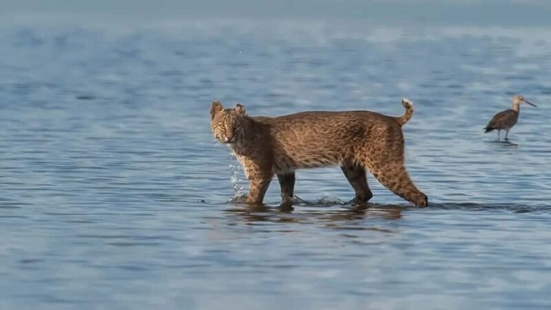 Merritt Island: 2-Hour Wildlife Boat Tour - The Itinerary: What to Expect