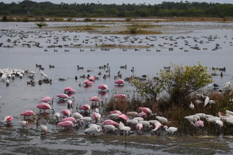 Merritt Island: 2-Hour Wildlife Boat Tour - Why This Tour is Worth Considering