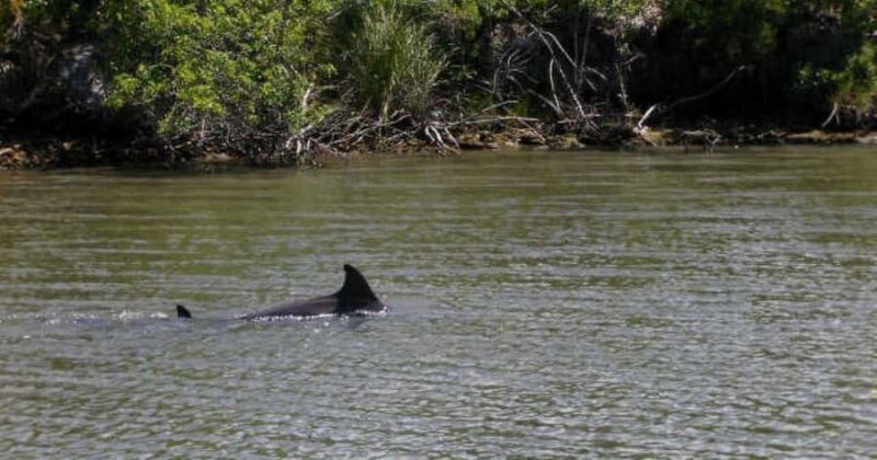 Merritt Island: Banana River, Canaveral Locks and Port Tour - The Value for Money