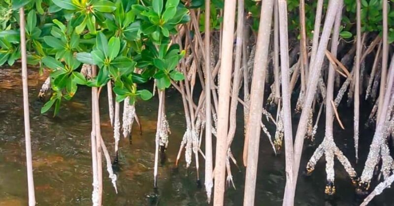 Merritt Island: Dolphin & Manatee Paddle Adventure - Who Should Consider This Tour?