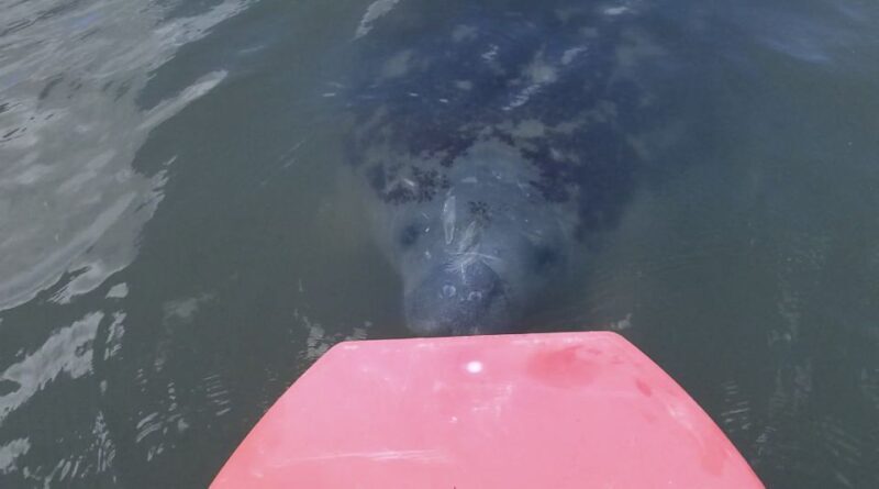 Merritt Island: Manatee Watching Paddle or Kayak Tour - An In-Depth Look at the Merritt Island Wildlife Tour