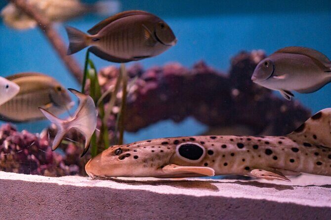 Mertailor's Mermaid Aquarium Encounter General Admission - The Sum Up