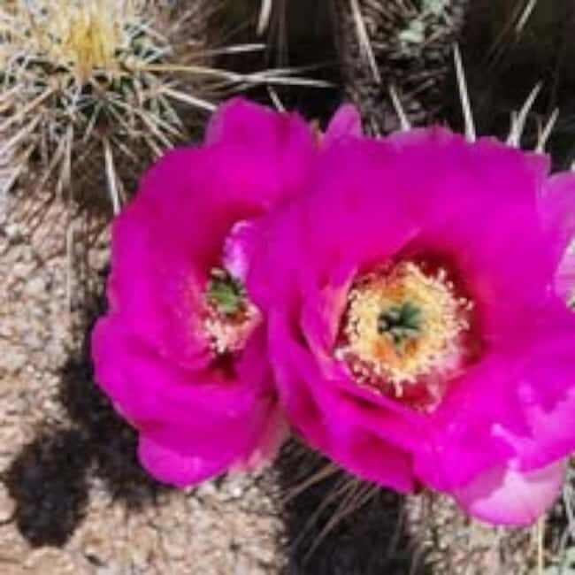 Mesa. AZ: Bulldog Canyon Off-Road Tour Scenic Superstitions - Key Points