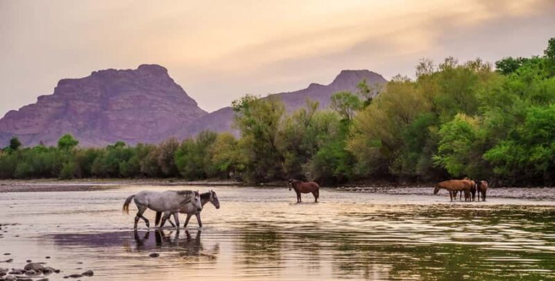 Mesa: Kayak/Paddleboard Experience on the Scenic Salt River - Detailed Breakdown of the Experience