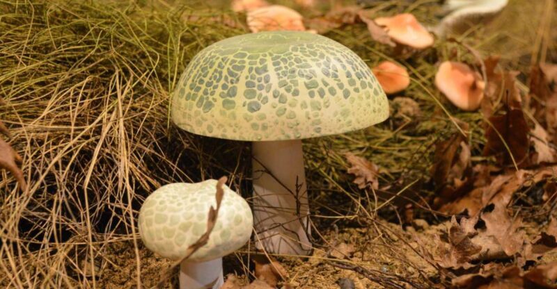 Meteora: Natural History Museum and Mushroom Museum Tour - Practical Details and Tips