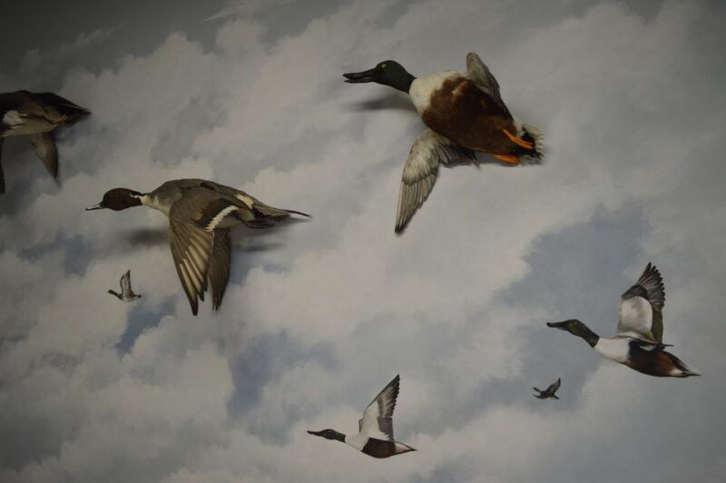 Meteora: Natural History Museum and Mushroom Museum Tour - Authentic Experiences and Visitor Insights