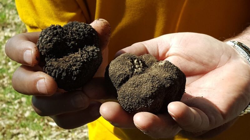 Meteora Truffle Hunting Experience with Lunch & Museum Visit - Who Should Consider This Tour?
