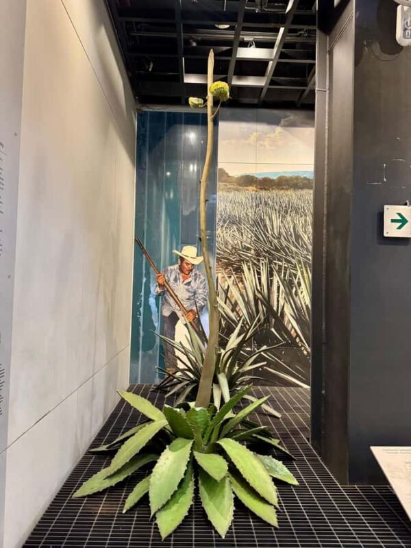 Mexico City: Agave Museums, Tastings and Mariachi Night Tour - Final Thoughts