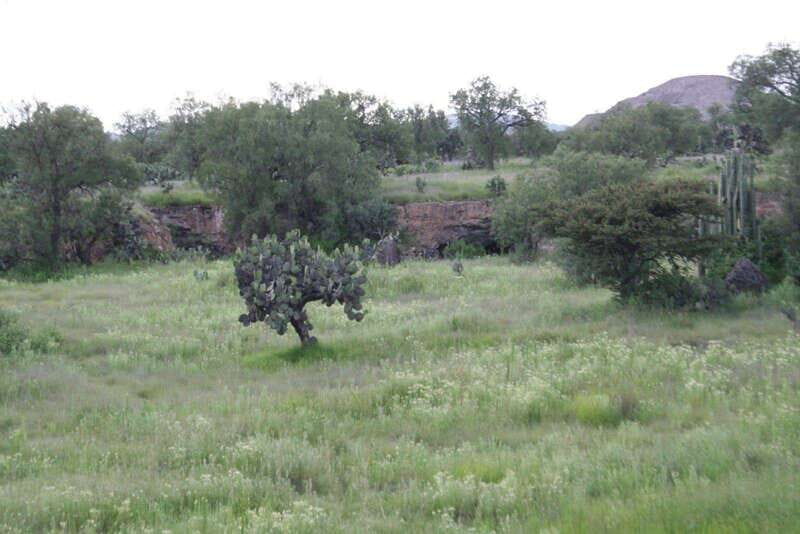 Mexico City: Basilica and Teotihuacan Pyramids Tour - Value and Practicality