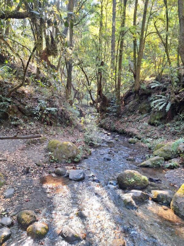 Mexico City: Cascada de Hueyapan Private Hiking Tour - Introduction: A Nature Escape from Mexico City