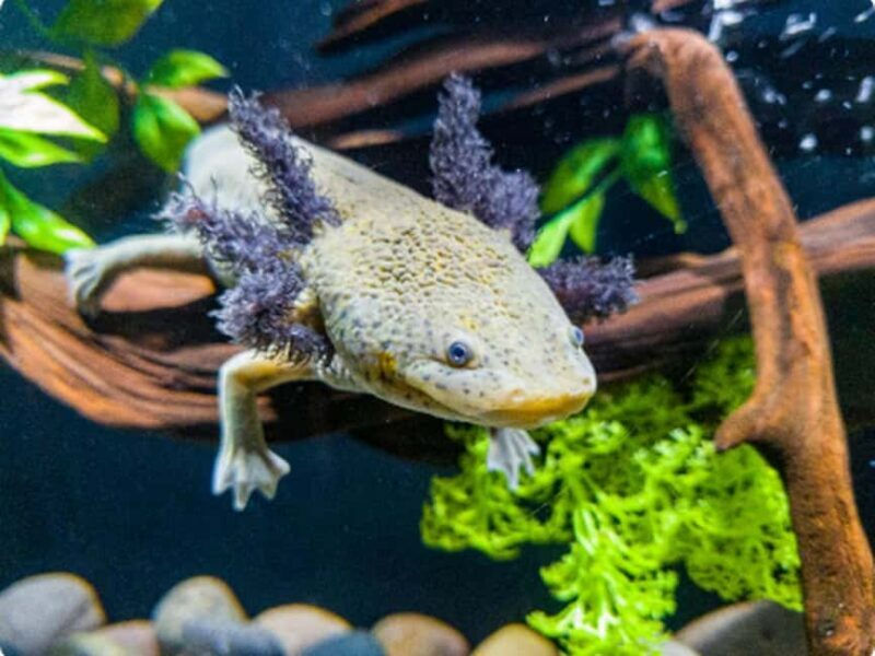 Mexico City: Entry Ticket to Acuario Michin - Key Points