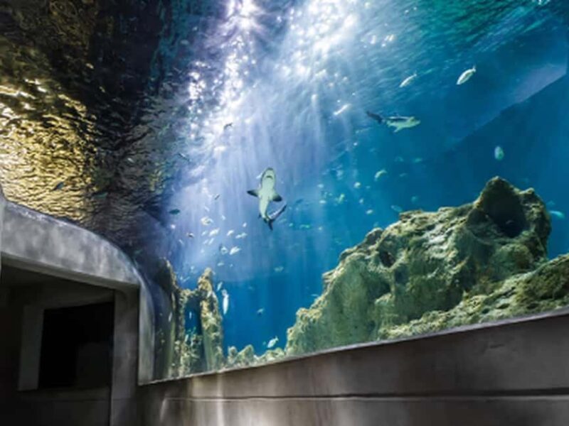 Mexico City: Entry Ticket to Acuario Michin - A Closer Look at Acuario Michin