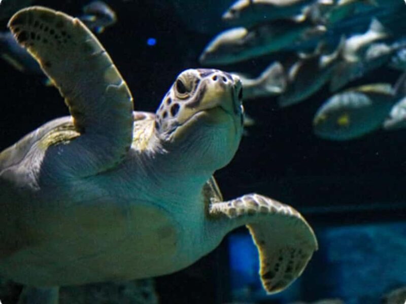 Mexico City: Entry Ticket to Acuario Michin - Tips for Making the Most of Your Visit