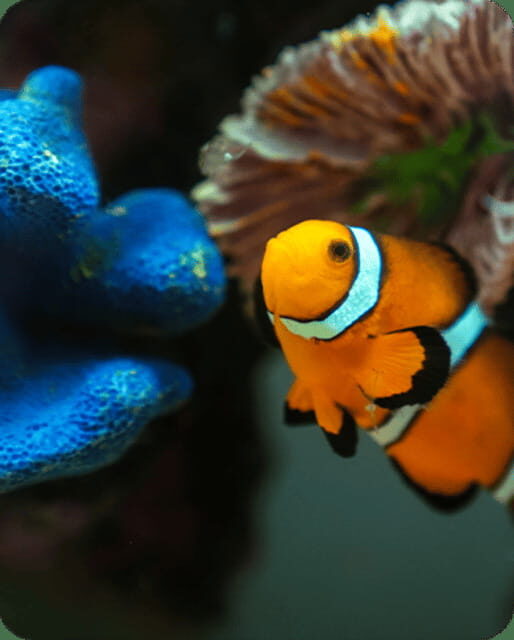 Mexico City: Fast Pass Ticket to Acuarium Inbursa - Practical Details and Tips