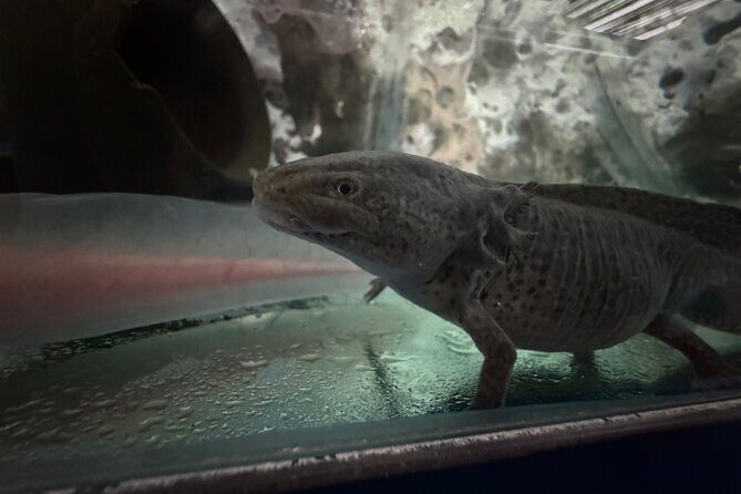 Mexico City Get to know Xochimilco and the axolotl sanctuary - Authentic Experiences and Traveler Feedback