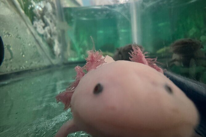 Mexico City Get to know Xochimilco and the axolotl sanctuary - The Sum Up