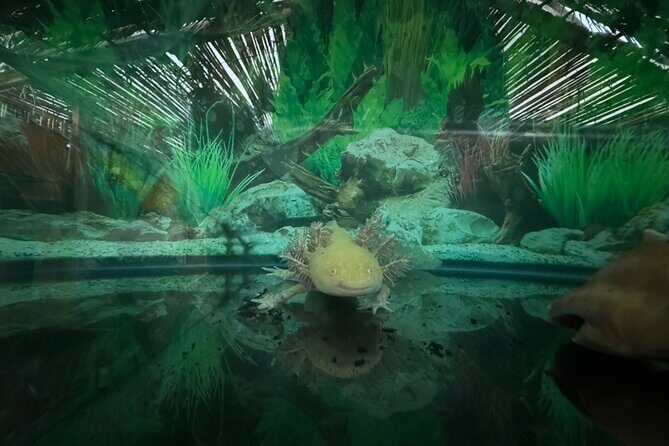 Mexico City Get to know Xochimilco and the axolotl sanctuary - FAQ