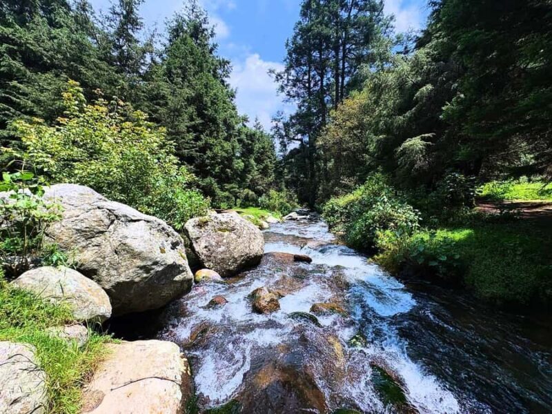 Mexico City: Guided Hike in the Dinamos Forest - An In-Depth Look at the Guided Hike in Dinamos Forest