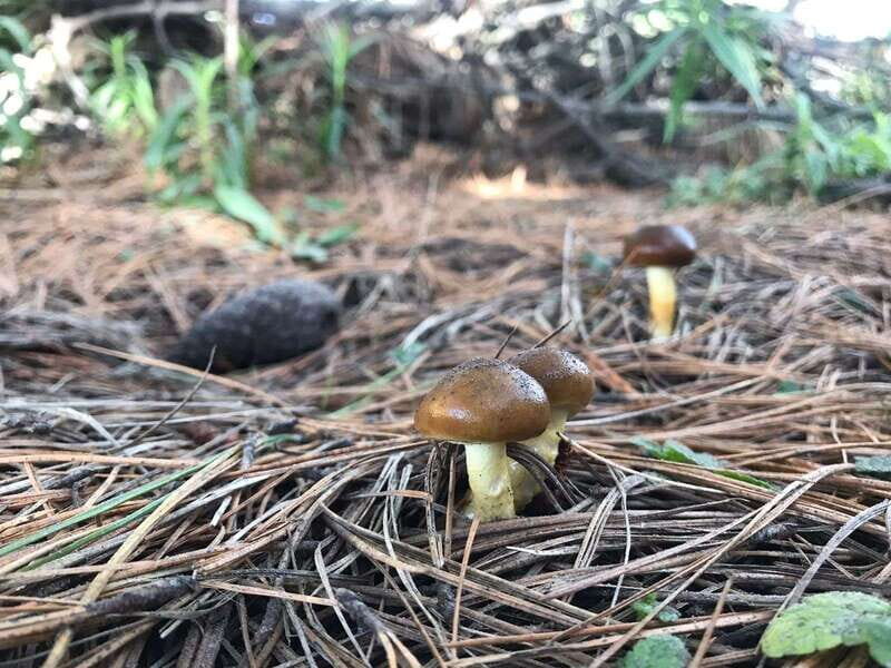 Mexico City: Guided Volcano Trek with Lunch - Authenticity and What Travelers Say